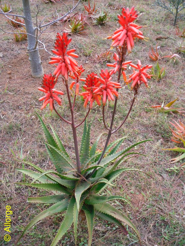 Arboretum