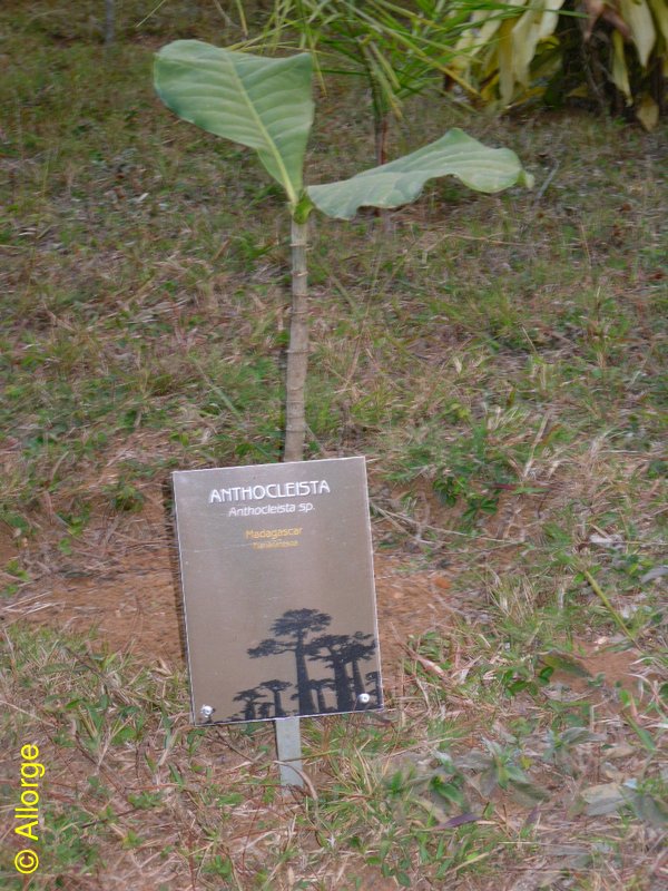 Arboretum