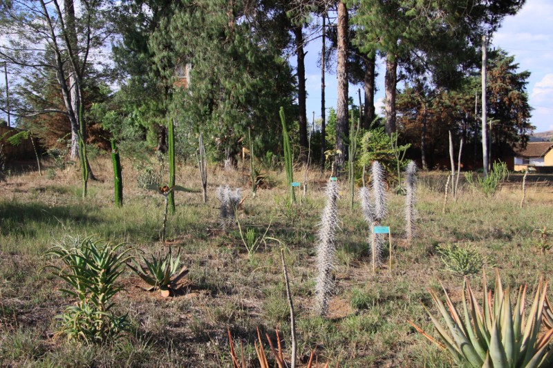 Arboretum