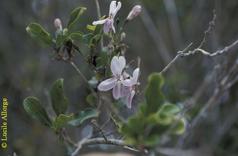 ACANTHACEAE, OPLONIA VINCOIDES (Lam.) Stearn