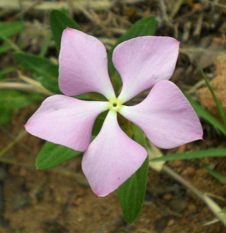 APOCYNACEAE, CATHARANTHUS LANCEUS