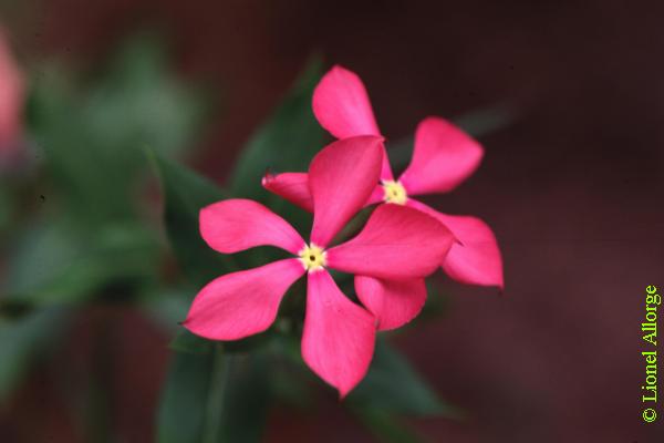 APOCYNACEAE, CATHARANTHUS LONGIFOLIUS (Pich.) Pich.