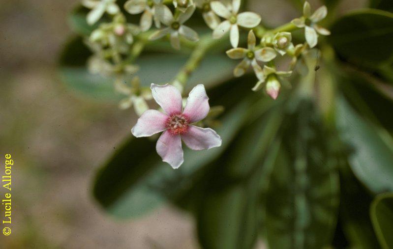 Apocynaceae, CERBERA MANGHAS L.