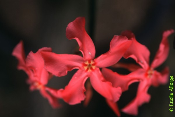 APOCYNACEAE, PACHYPODIUM BARONII  Costant. & Bois