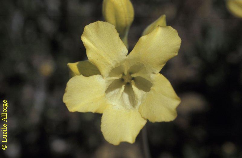 APOCYNACEAE, PACHYPODIUM HOROMBENSE Pichon