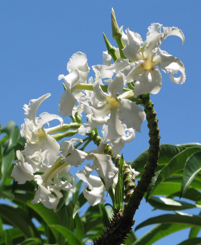 APOCYNACEAE, PACHYPODIUM RUTENBERGIANUM