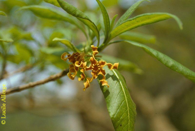 APOCYNACEAE, STROPHANTHUS BOIVINI (Baill.) Pichon