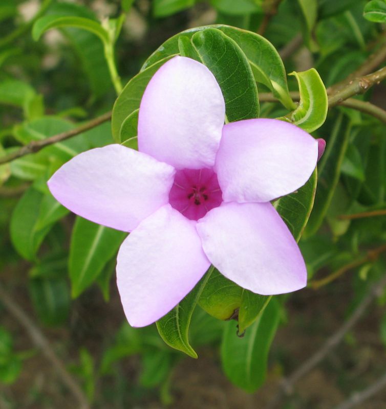 Apocynaceae-asclep., Cryptostegia madagascariensis