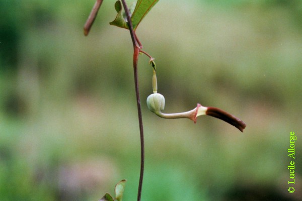 ARISTOLOCHIACEAE, ARISTOLOCHIA ALBIDA Duch.