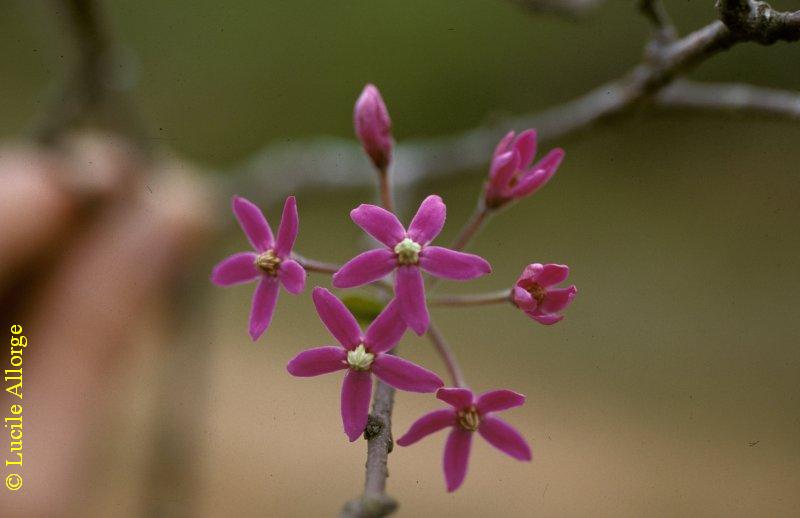 Apocynaceae-asclep, PENTOPETIA COTONEASTER Decne