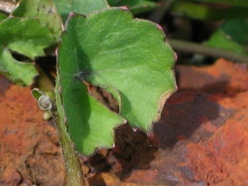 Centella asiatica