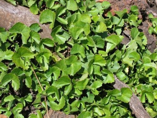 Centella asiatica