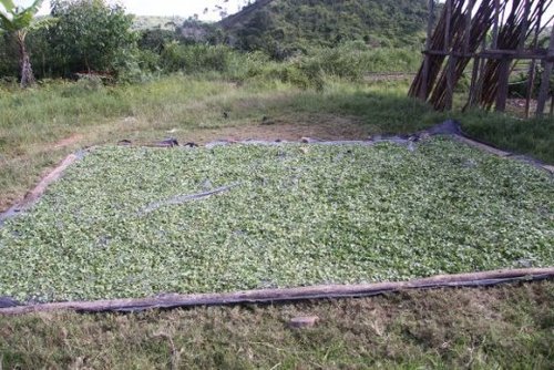 Récolte de Talapetraka (Centella asiatica)