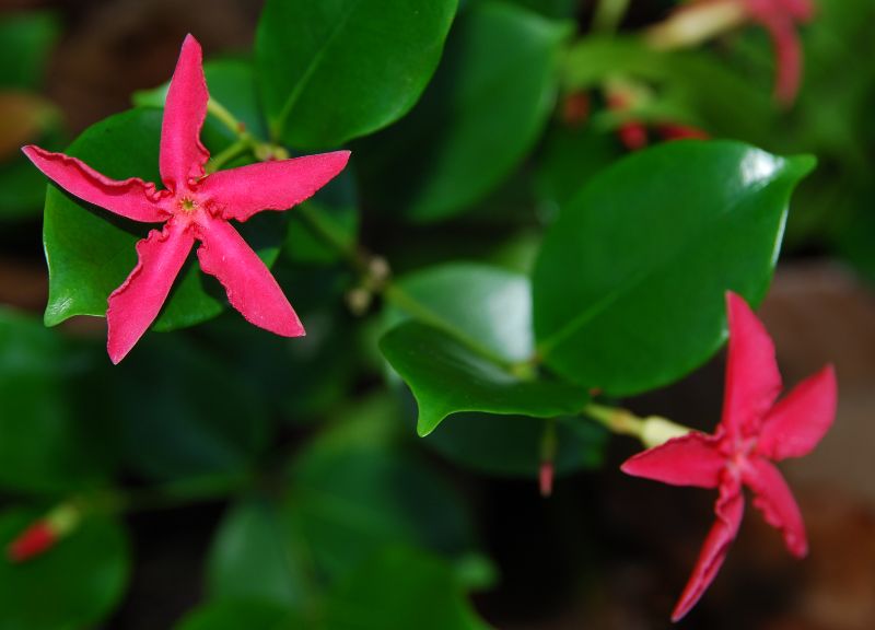 Apocynaceae, Alafia thouarsii