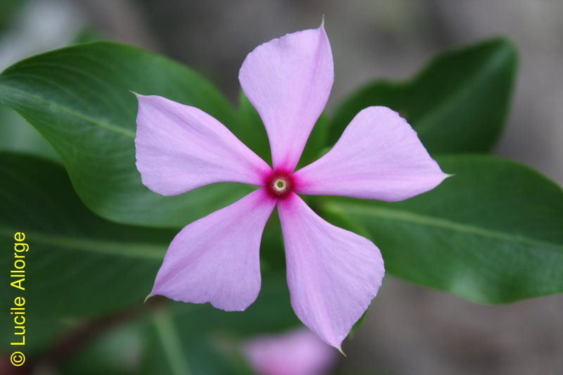 Apocynaceae, Catharanthus roseus