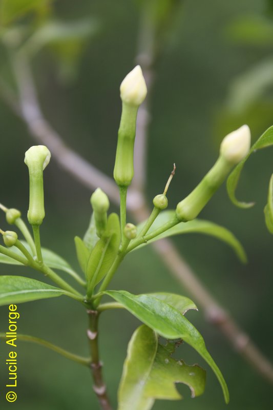 Apocynaceae, Hazunta modesta