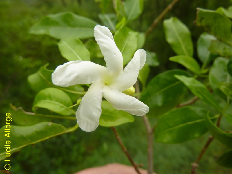 Apocynaceae, Hazunta modesta