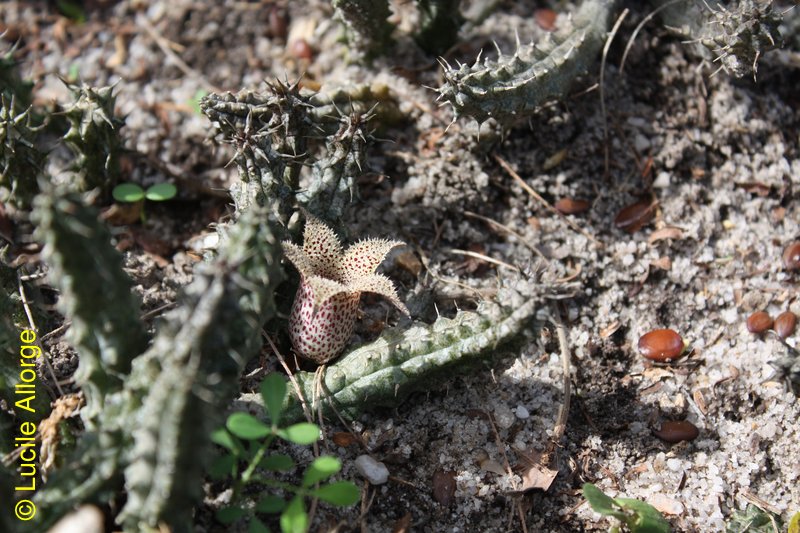 Apocynaceae-asclep., Stapelianthus decaryi