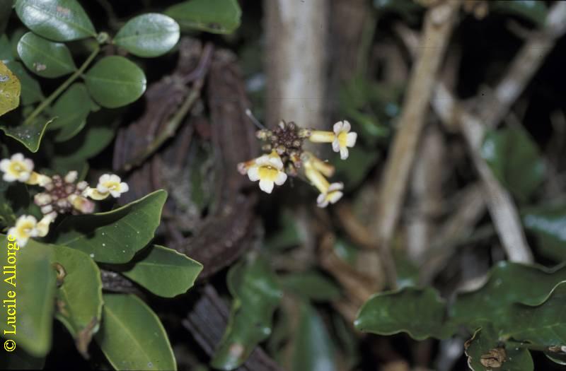 BIGNONIACEAE, OPHIOCOLEA DELPHINENSIS H. Perr.