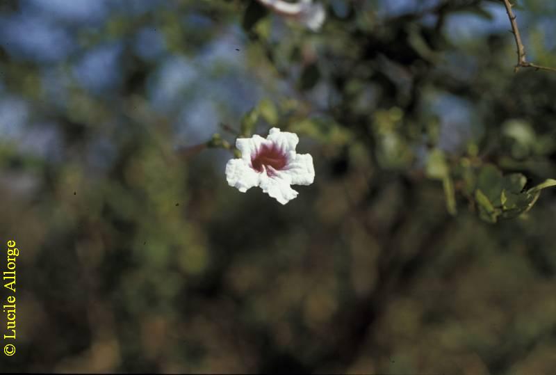 BIGNONIACEAE, PHYLLOCTENIUM BERNIERI Baill.