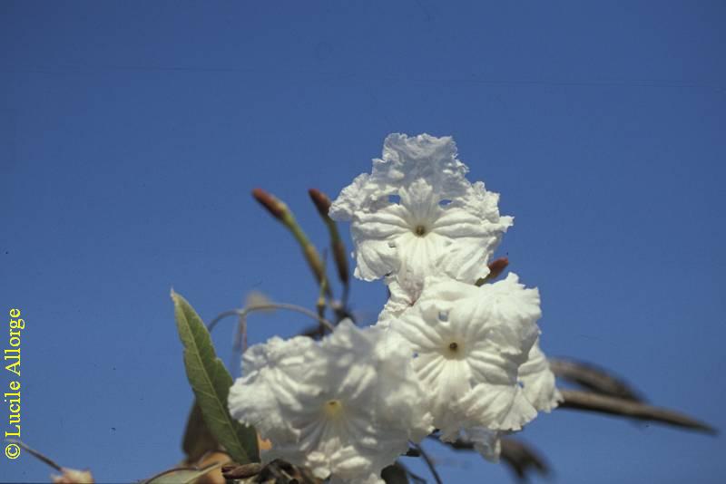 BIGNONIACEAE, STEREOSPERMUM VARIABILE H. Perr.