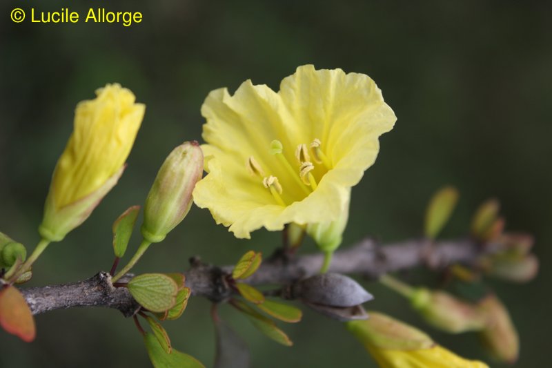 Bignoniaceae, Rhigozum madagascariensis