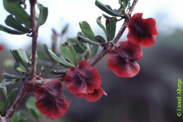 COMBRETACEAE, TERMINALIA CAPURONII H.Perr.