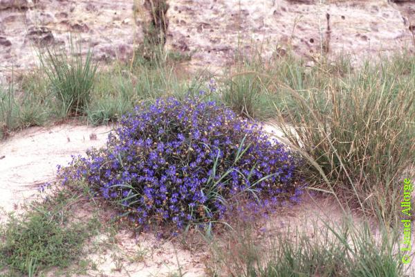 COMMELINACEAE, COMMELINA MADAGASCARICA C.B.Clarke