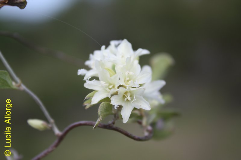 Convolvulaceae, Hildebrandtia valo