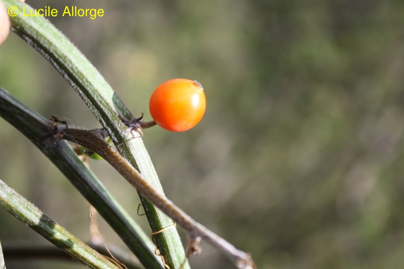 Cucurbitaceae, Seyrigia multiflora