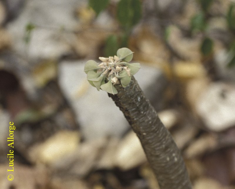 EUPHORBIACEAE, EUPHORBIA ANKARENSIS Boiteau_par_Lucile.jpg