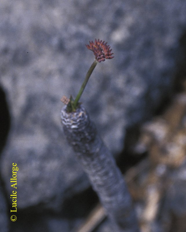 EUPHORBIACEAE, EUPHORBIA PACHYPODIOIDES Boiteau, 2_lucile_allorge.jpg