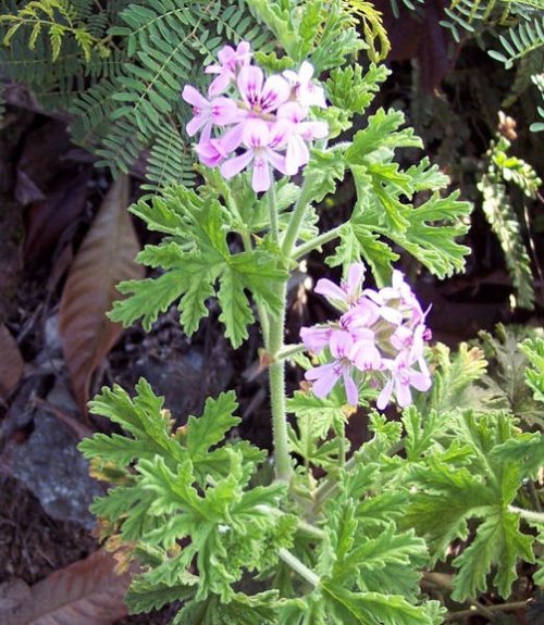 géranium rosat