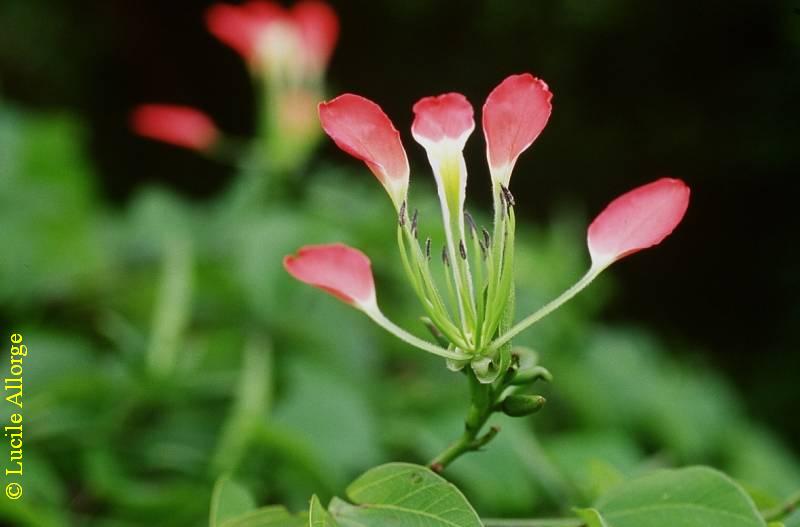 LEG.-Caesalp., BAUHINIA HILDEBRANDTII Vatke