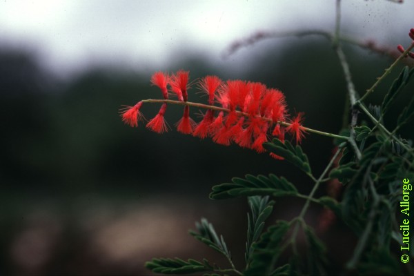 LEG.-Mimos. ACACIA PERVILLEI Benth.