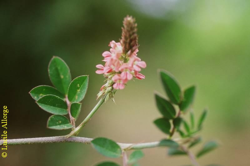 LEG.-Papil., INDIGOFERA SPICATA Forsck.