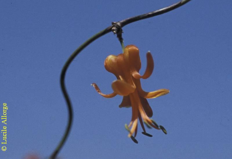 LILIACEAE, HERRERIOPSIS ELEGANS H.Perr.