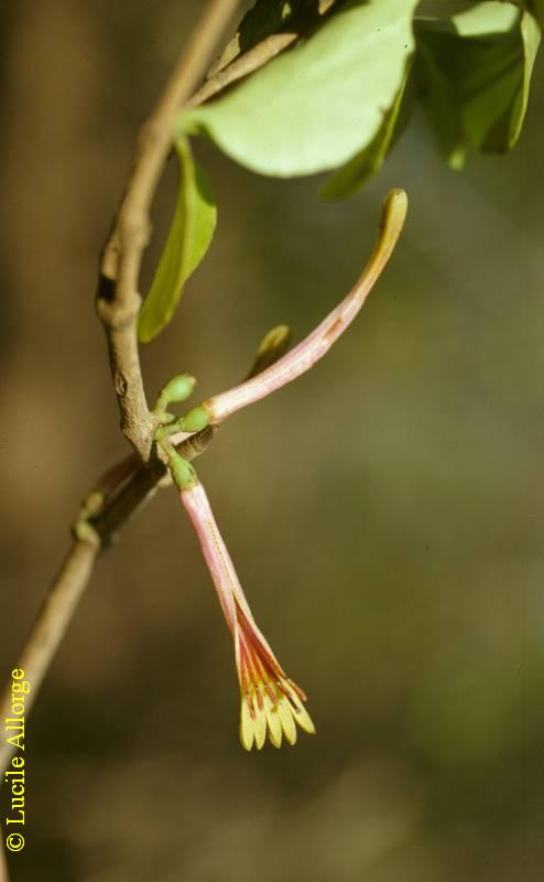 LORANTHACEAE, BAKERELLA CLAVATA (Desr.) Baill.