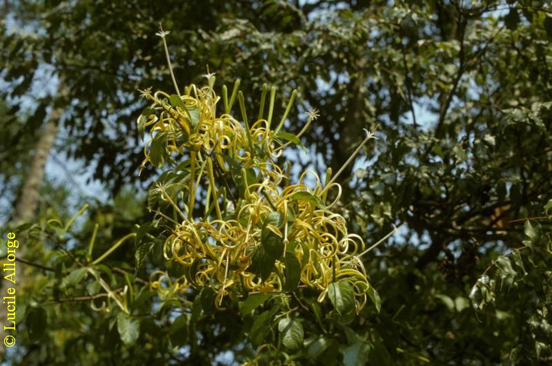 MELIACEAE, TURREA SERICEA Smith