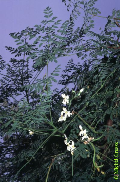 MORINGACEAE, MORINGA OLEIFERA L.