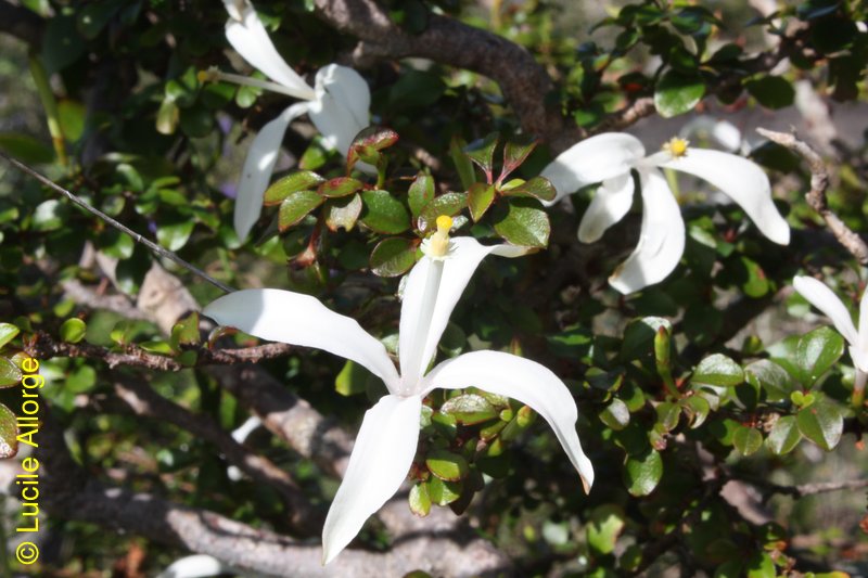 Meliaceae, Turrea silvestris