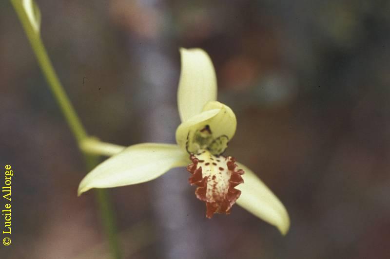 ORCHIDACEAE,  CYMBIDIELLA FLABELLATA (Thouars) Lindl.