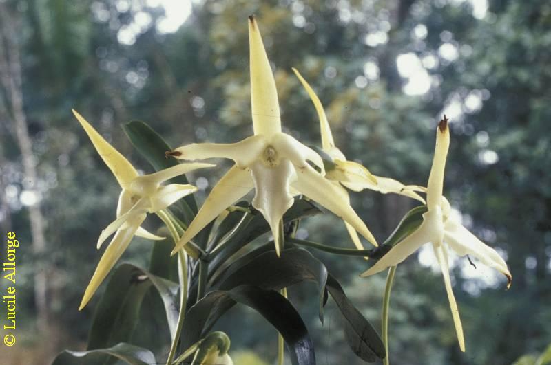 ORCHIDACEAE, ANGRAECUM SESQUIPEDALE Thouars