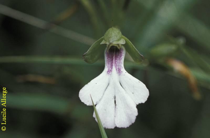 ORCHIDACEAE, CYNORKIS ANGUSTIPETALA Ridl.