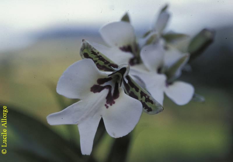 ORCHIDACEAE, CYNORKIS GIGAS