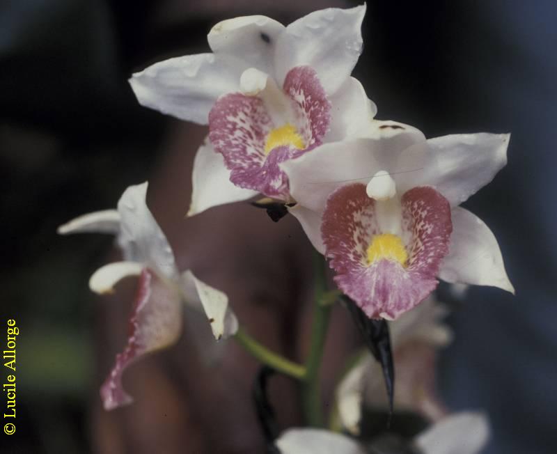 ORCHIDACEAE, GASTORCHIS PULCHRA var. Perrieri (Bosser)