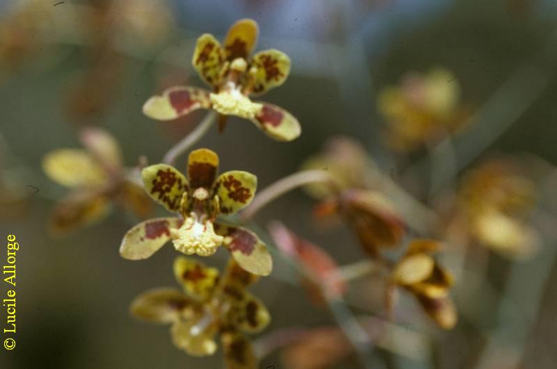 ORCHIDACEAE, GRAPHORKIS CONCOLOR var. ALPHABETICA