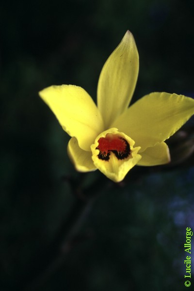 ORCHIDACEAE, VANILLA PERRIERI Schltr.