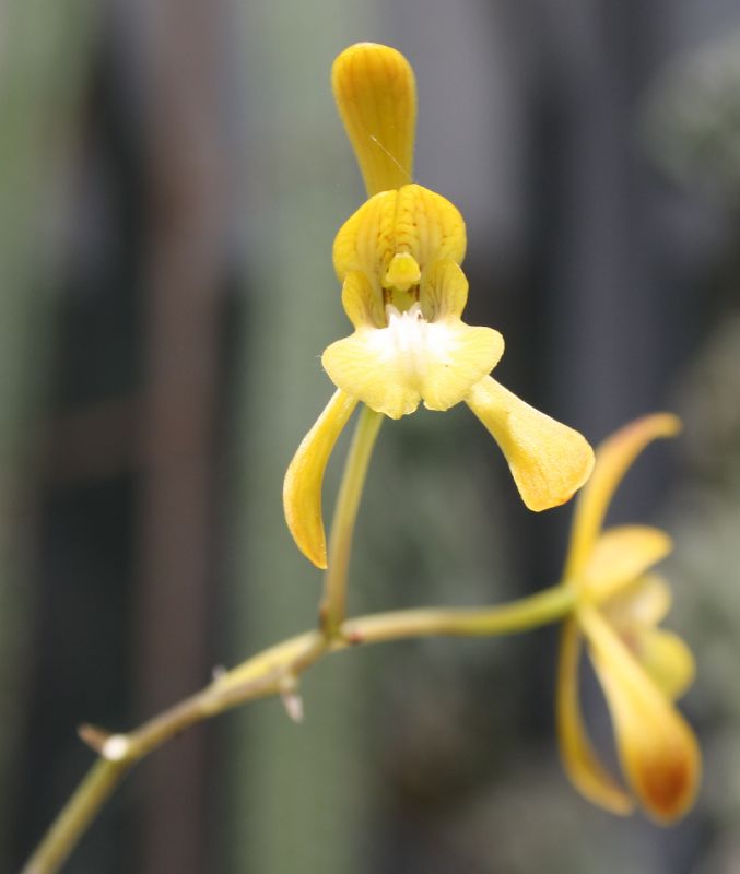 Orchidaceae, Oeceoclades calcarata