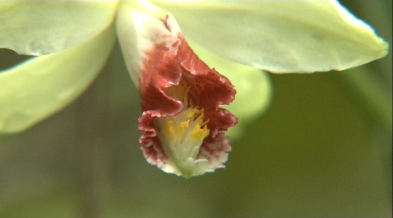 Orchidaceae, Vanilla francoisii H. Perr.